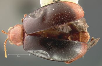 Media type: image; Entomology 18459   Aspect: habitus dorsal view